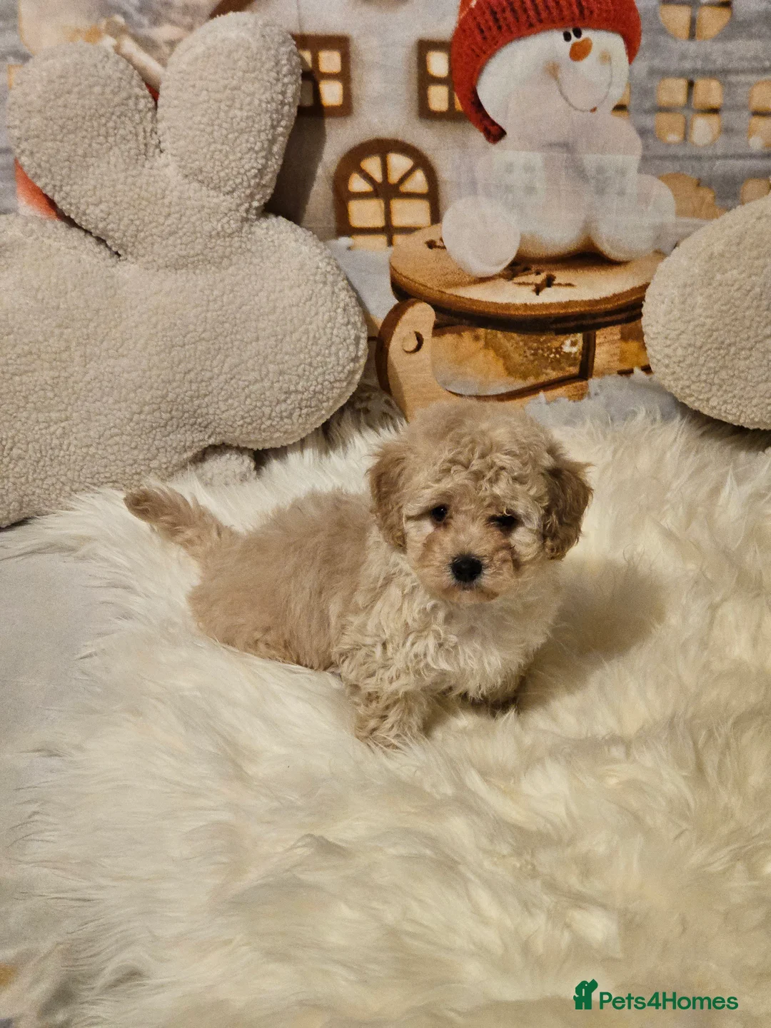 Maltipoo dogs for sale: 🐶 Beautiful Apricot Maltipoo Puppies for Sale 🐶 - Advert 11