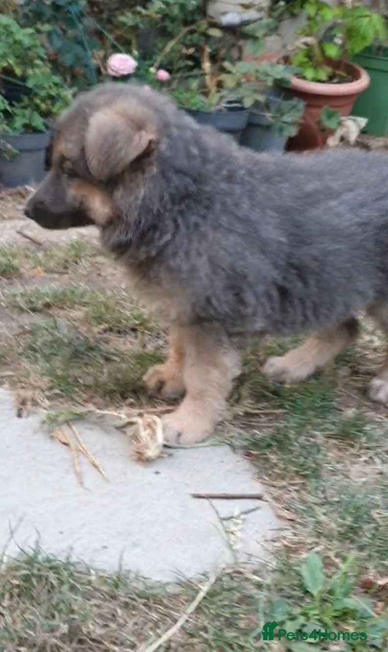 German Shepherd dogs German Shepherd puppies last one ready now26th Aug - Advert 13