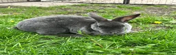 Rex rabbits for sale: 2 standard Rexes a bonded must go together  - Advert 5