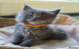 Maine Coon cats for sale: Two beautiful blue smoked mainecoon girls 4 sale  - Image 1