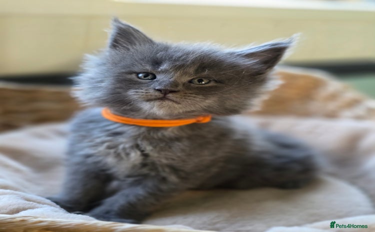 Maine Coon cats - Advert 1