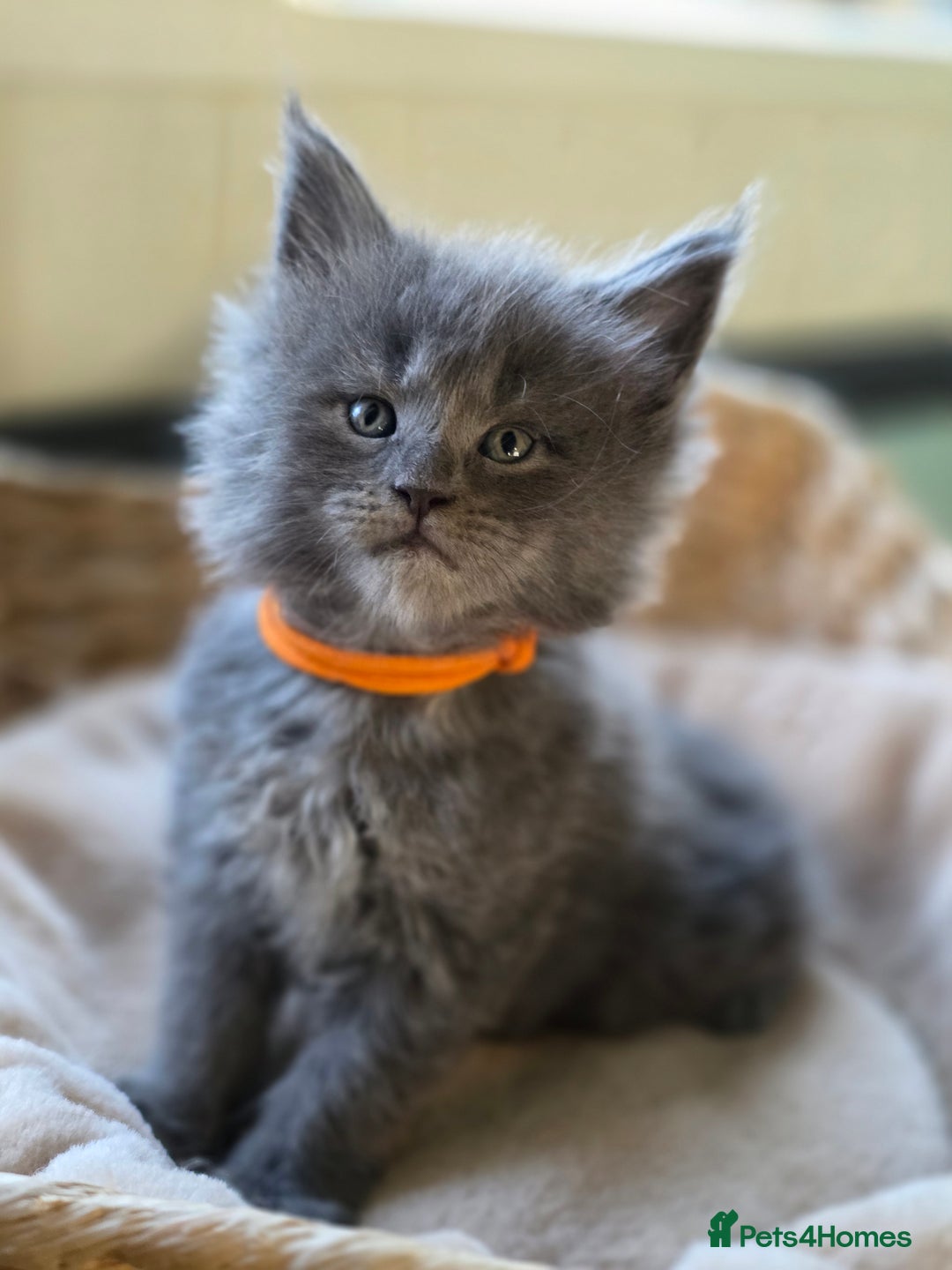 Maine Coon cats for sale: Two beautiful blue smoked mainecoon girls 4 sale  - Image 1