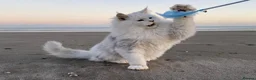 Maine Coon cats for sale: Beautiful chunky Maine Coon for sale  in Ballyclare - Advert 11