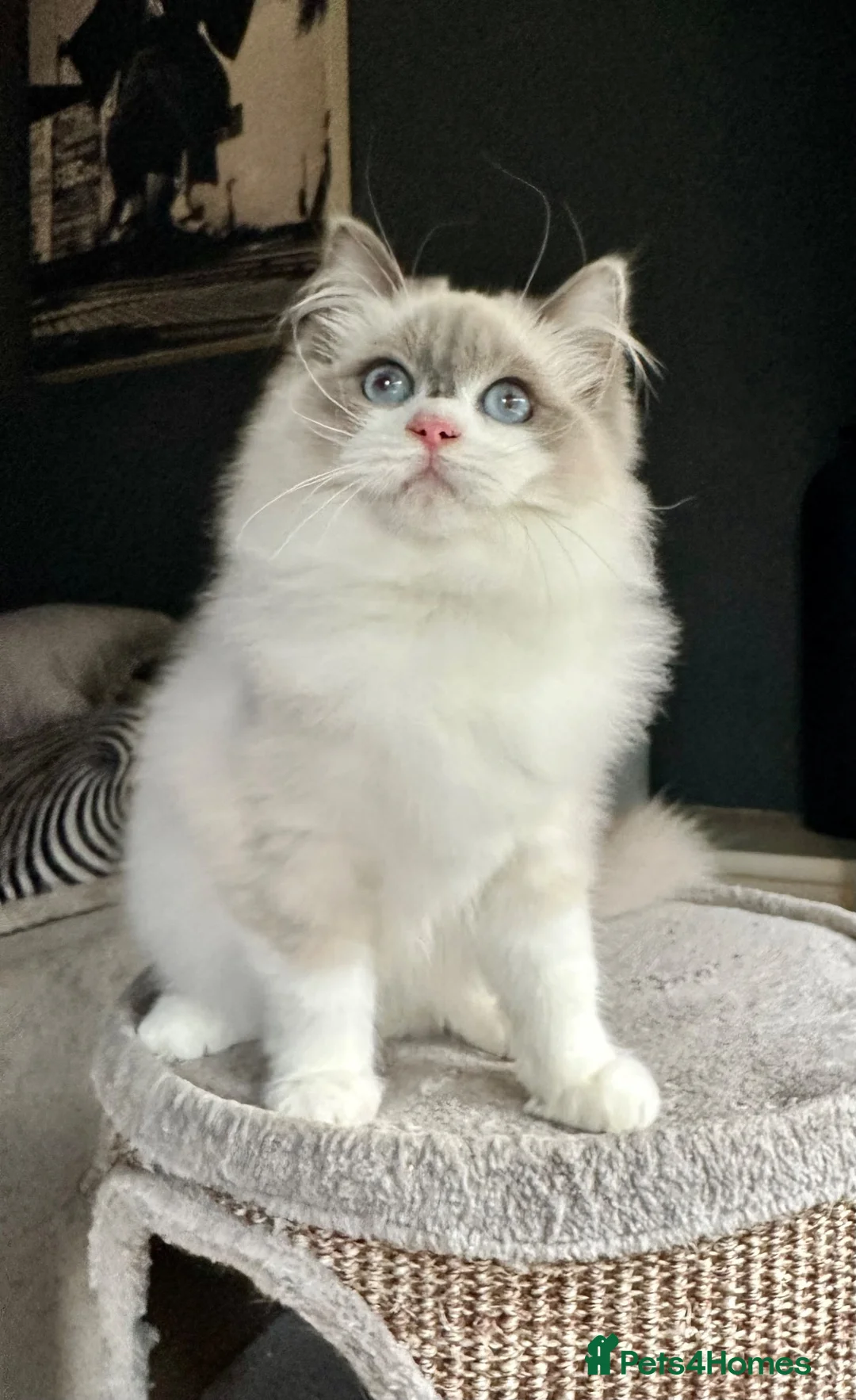 Ragdoll cats for sale: STUNNING BLUE BI COLOUR FEMALE AVAILABLE  - Advert 1