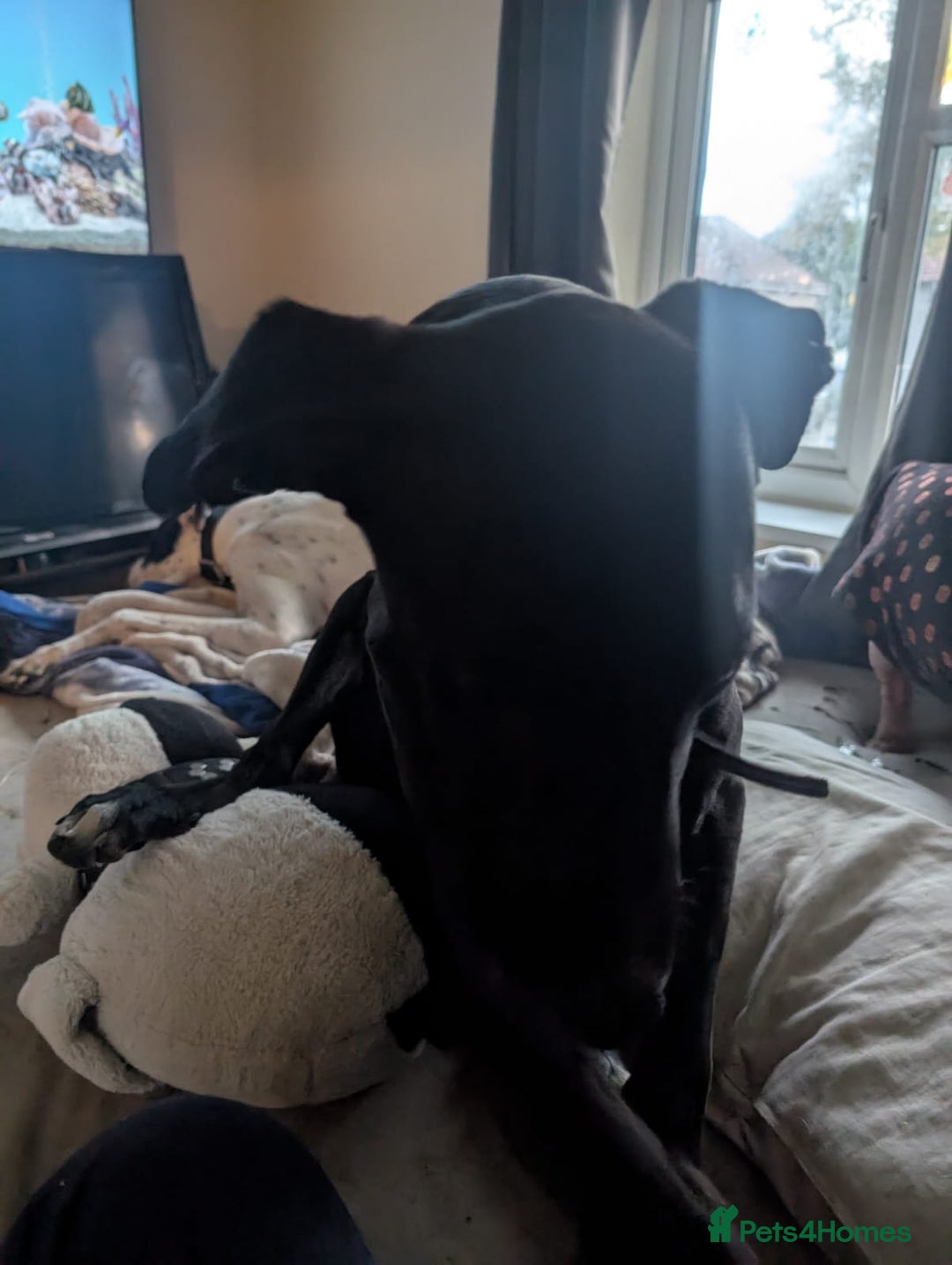 Lurcher dogs for sale: Lucifer looking for his forever home  - Advert 2