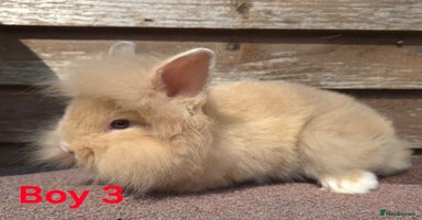 Lionhead rabbits - Advert 15