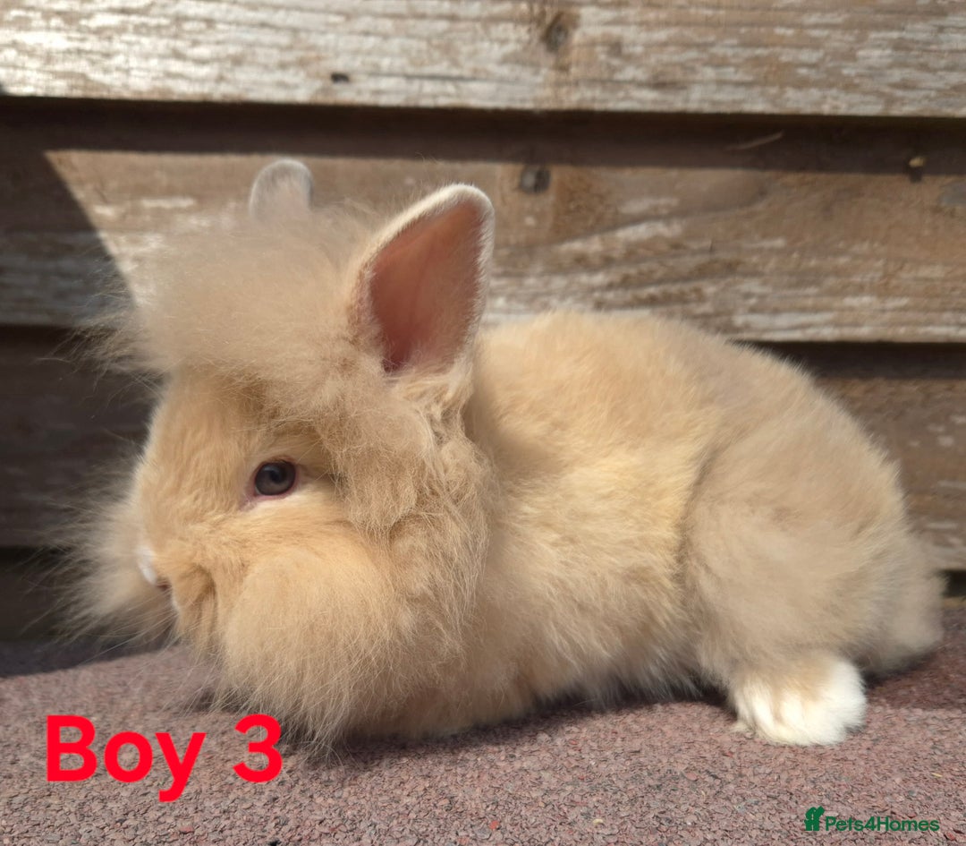 Lionhead rabbits for sale: Stunning lionheads - Image 3