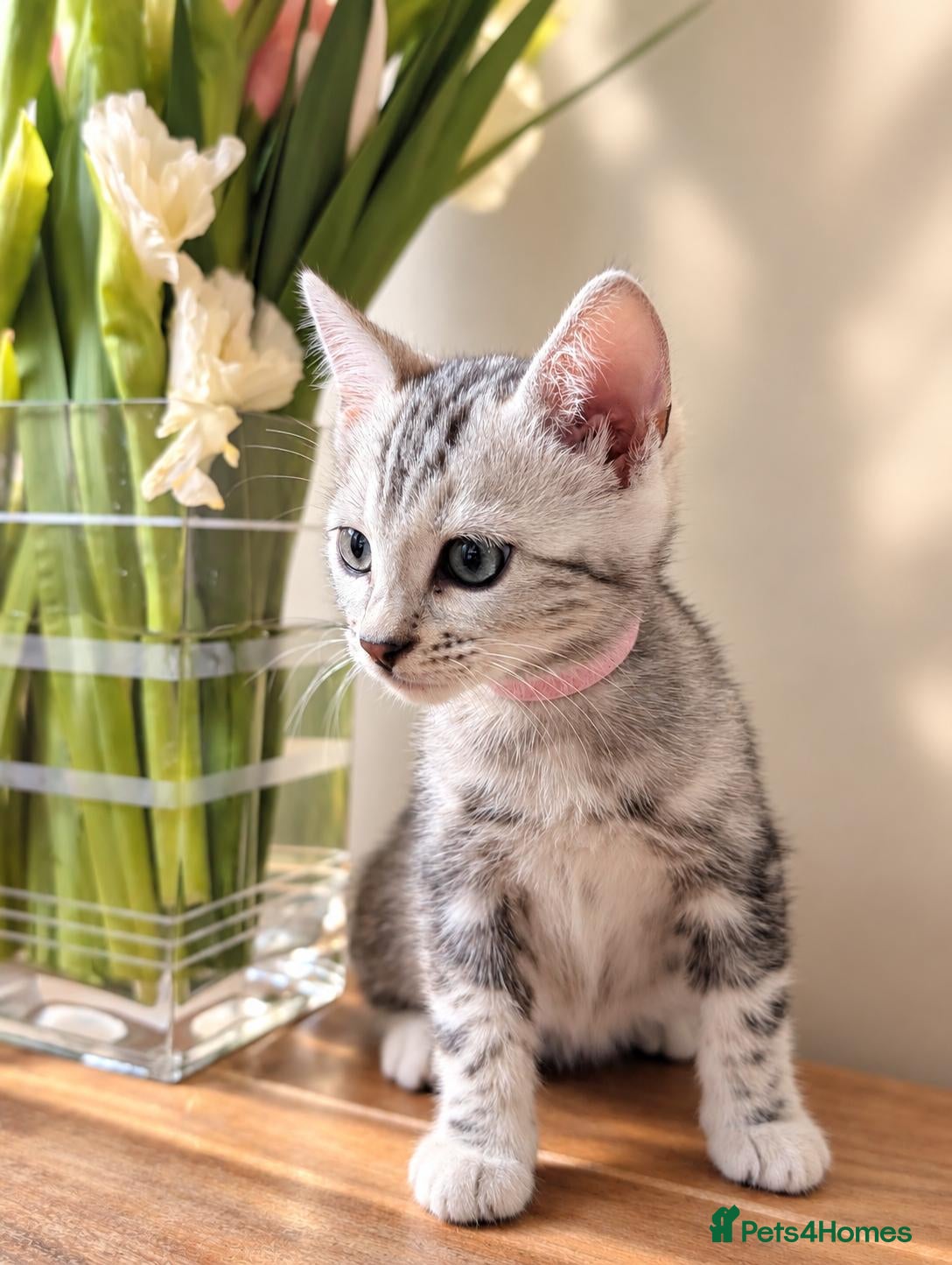 Bengal cats TICA Marble Bengal Kittens, Health Tested ❤️ - Advert 1