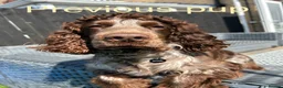 Cocker Spaniel dogs for sale: Stunning cocker pups excellent health testing  - Advert 12