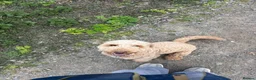 Cockapoo dogs for sale: Peppa in Sittingbourne - Advert 2