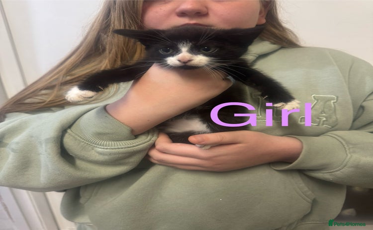 Mixed Breed cats - Advert 11