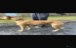 Lurcher dogs for stud: Stud  - Image 3
