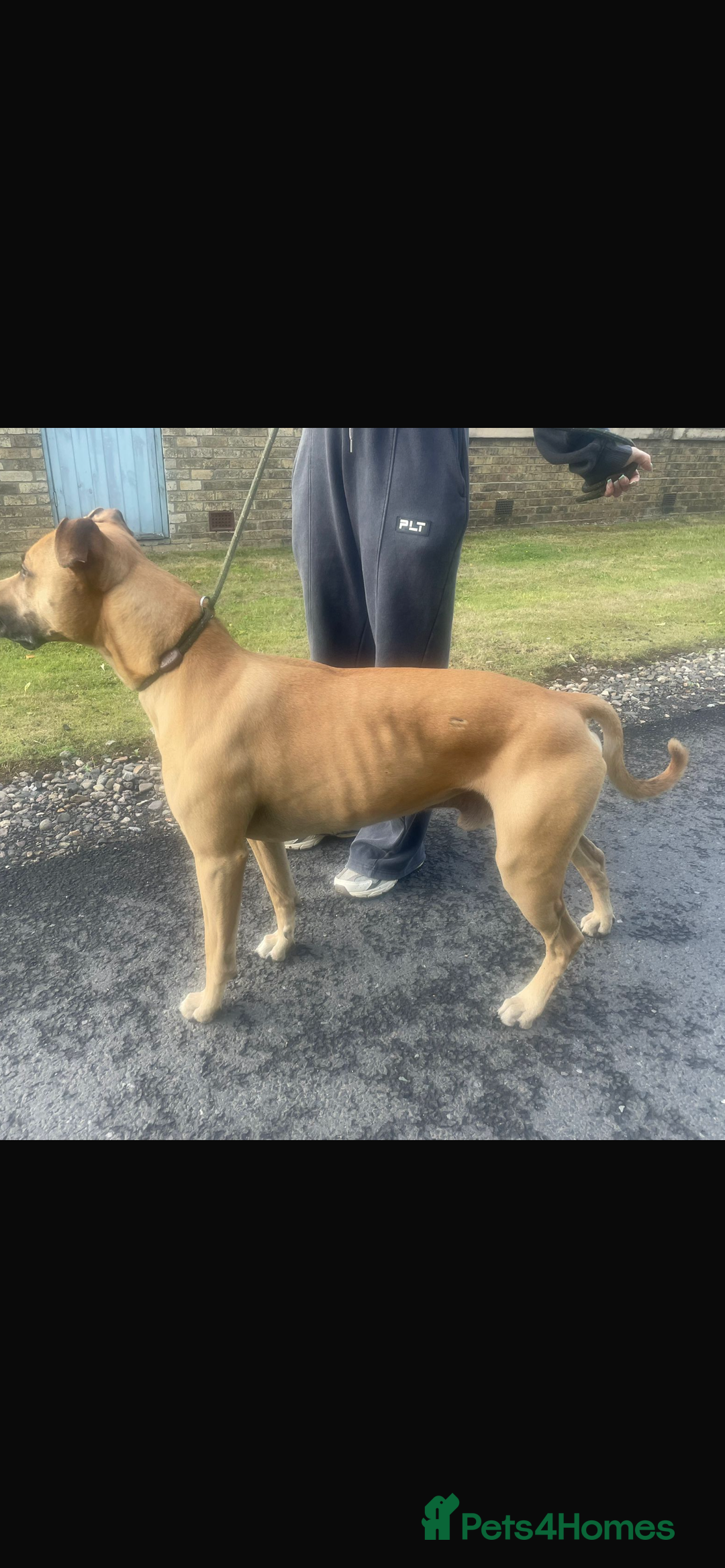 Lurcher dogs for stud: Stud  - Image 3