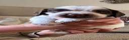 Sprocker dogs for sale: Sprocker puppies  in Ossett - Advert 3