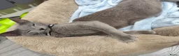 Russian Blue cats for sale: Female russian blue cat very affectionate  in Batley - Advert 3