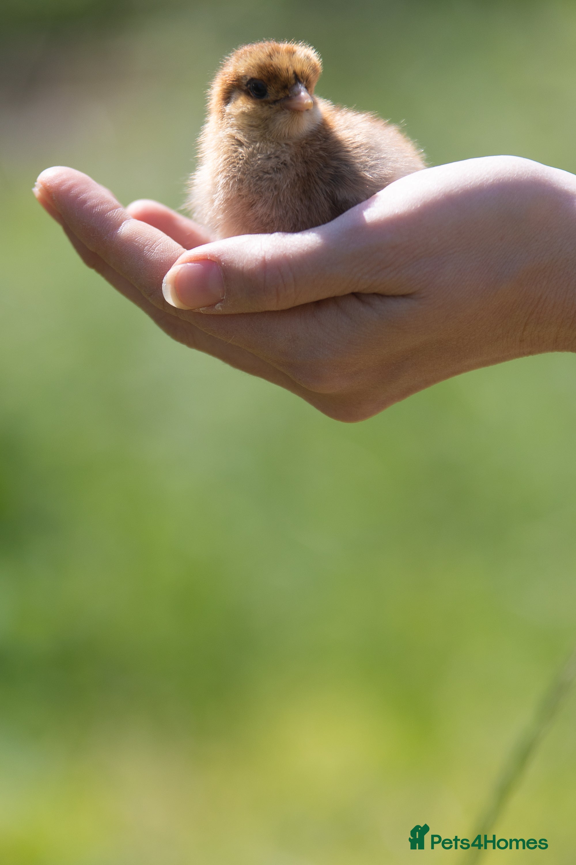 Chickens poultry Day old chicks - Guaranteed Females  - Advert 2
