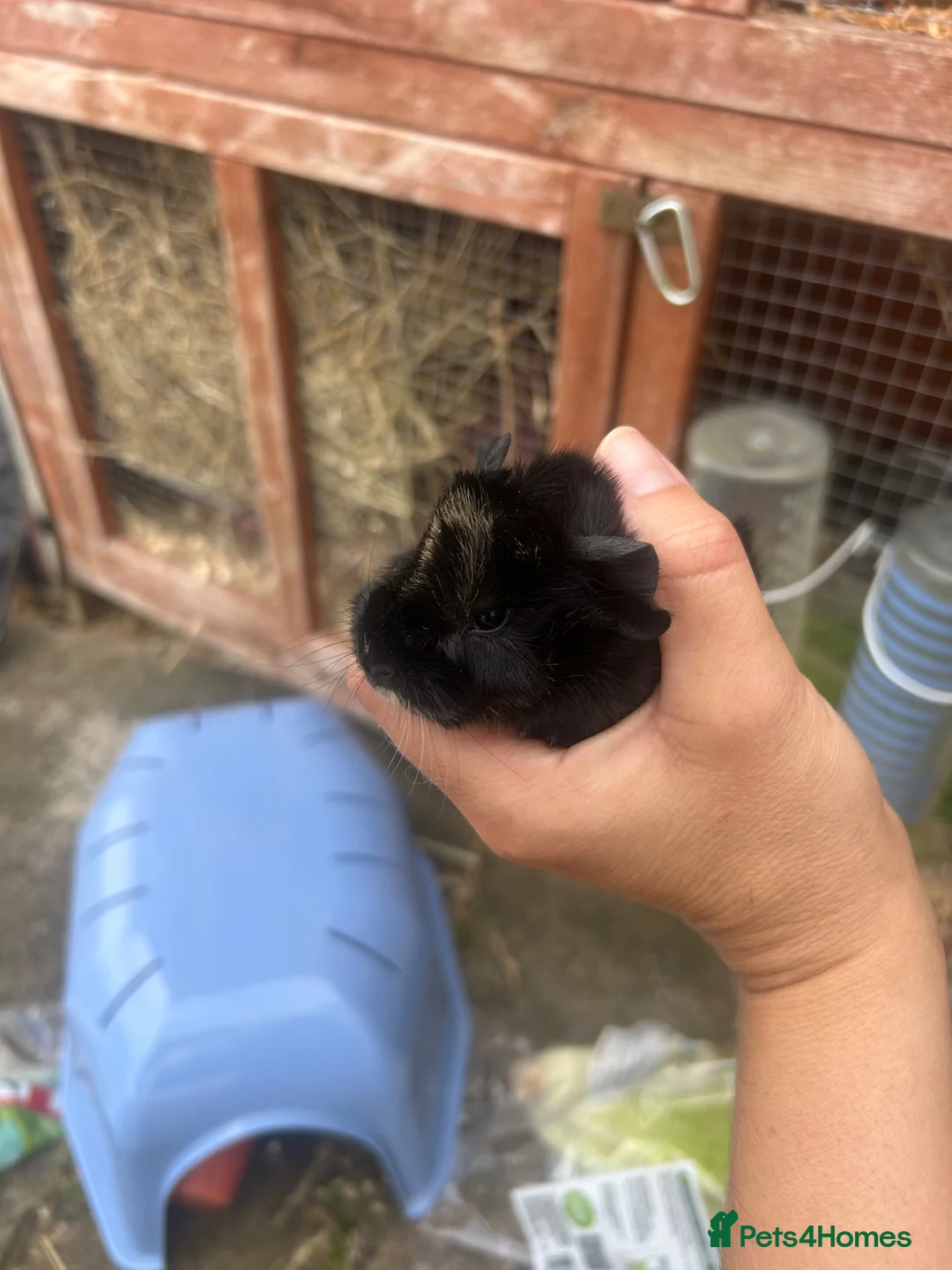 Guinea Pig rodents for sale: 2 x male stunning guinea pigs  - Advert 2