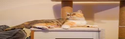 Persian cats for sale: Exotic Persian kittens  - Advert 17