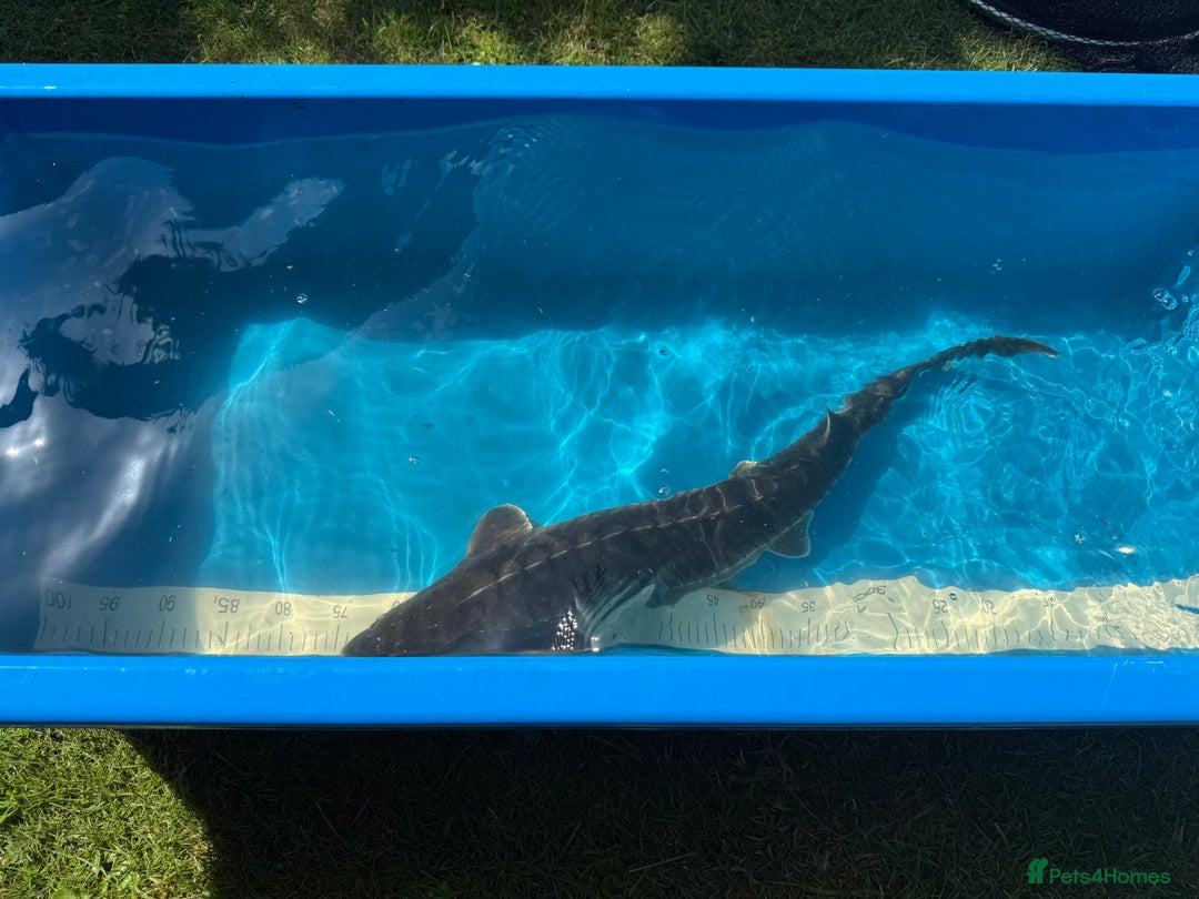 Koi Carp fish for sale: Various koi carp for sale  - Image 30