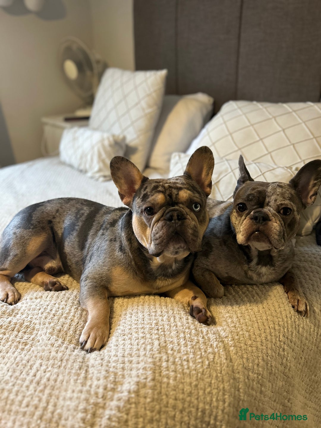 French Bulldog dogs for stud: FRENCH BULLDOG STUD FLUFFY CARRIER in Hitchin - Advert 4