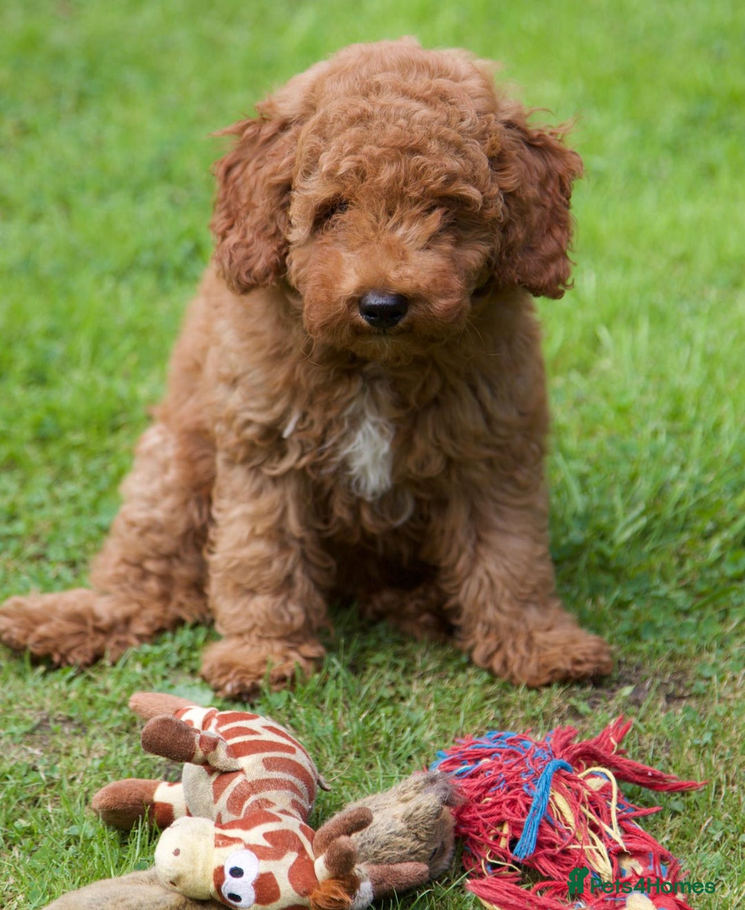 Cavapoochon dogs for sale: Gorgeous F1B Cavapoochon’s Fox Red available now. - Image 32