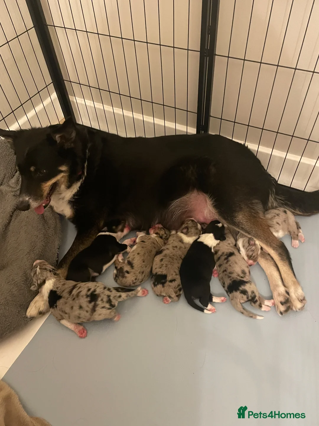 Australian Shepherd dogs for sale: Australian Shepherd Dogs  - Advert 1