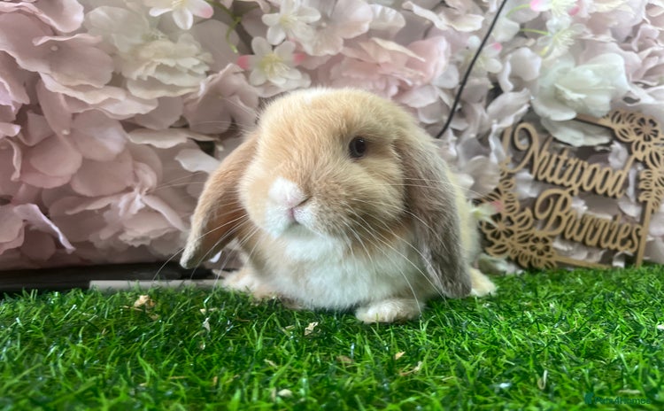 Mini Lop rabbits in Southampton - Advert 2