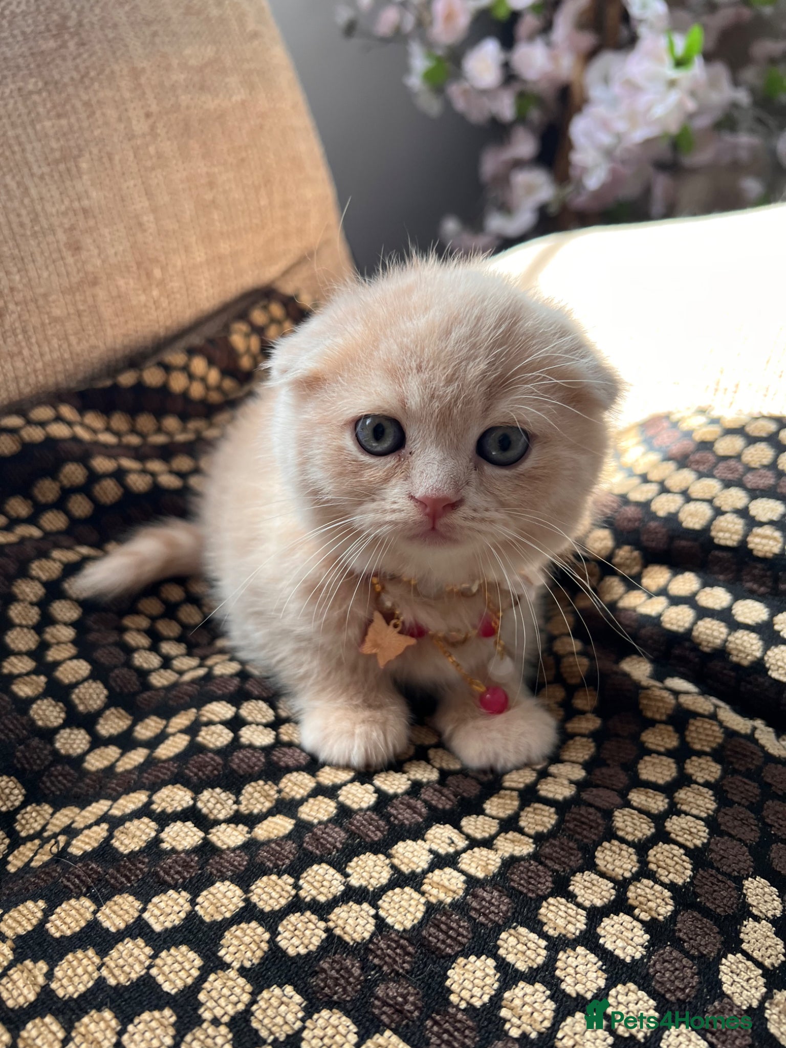 Scottish Fold cats 😻SCOTTISH FOLD 😻 CREAM & RED COLOUR 😻 - Advert 2