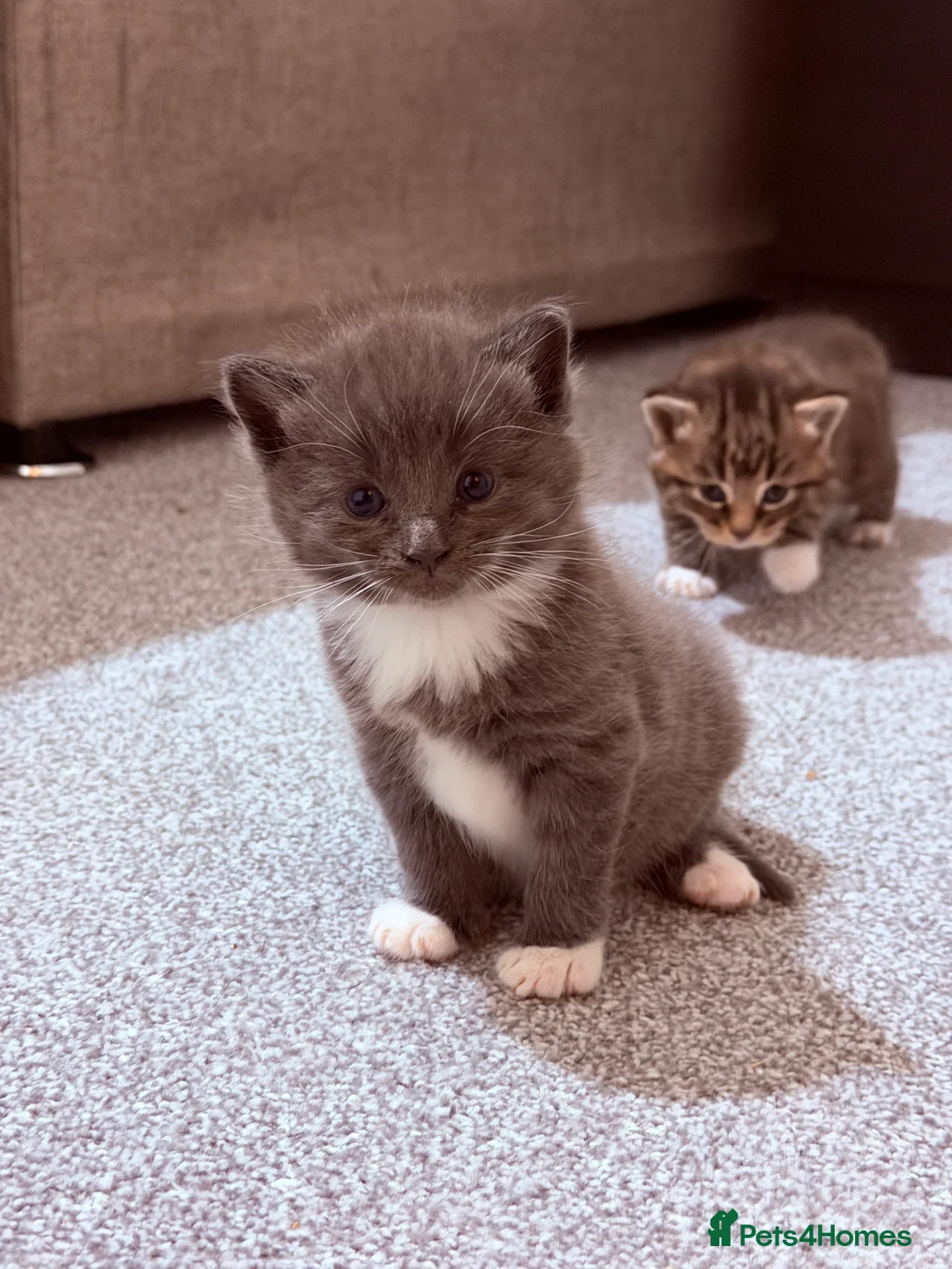 Mixed Breed cats for sale: No names yet - Advert 12