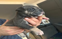 Mixed Breed dogs for sale: Bulldog puppy’s  - Image 17