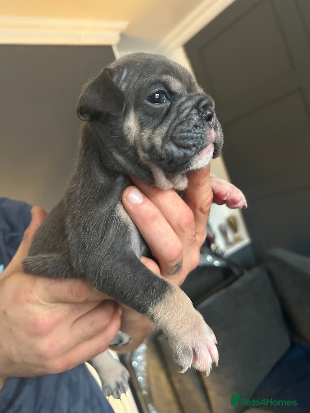 Mixed Breed dogs for sale: Bulldog puppy’s  - Image 17