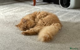 Persian cats for sale: 1 year old Persian (Daisy) - Image 5