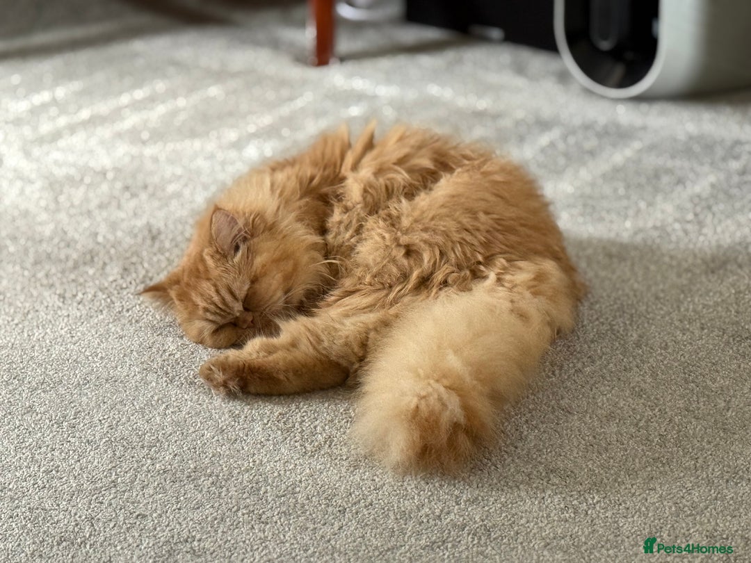 Persian cats for sale: 1 year old Persian (Daisy) - Image 5