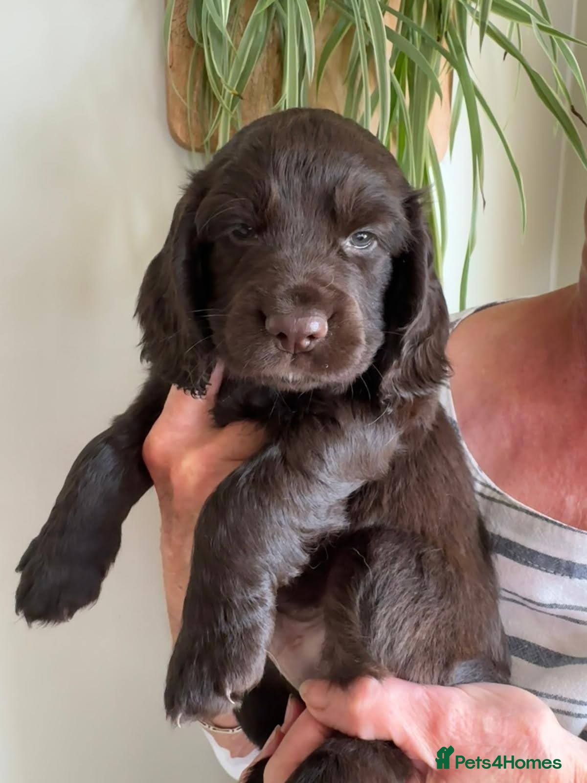 Cocker Spaniel dogs Working Cocker Spaniel Puppies - Advert 2