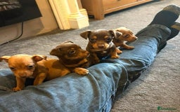 Jack Russell dogs for sale: Beautiful miniature jack russell puppies  - Image 8