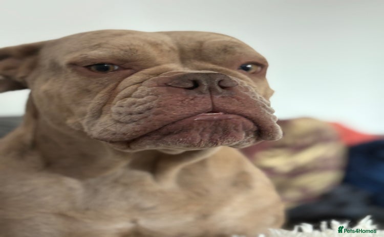 Dorset Olde Tyme Bulldogge dogs - Advert 1