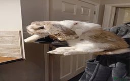 French Lop rabbits for sale: French lop  - Advert 3