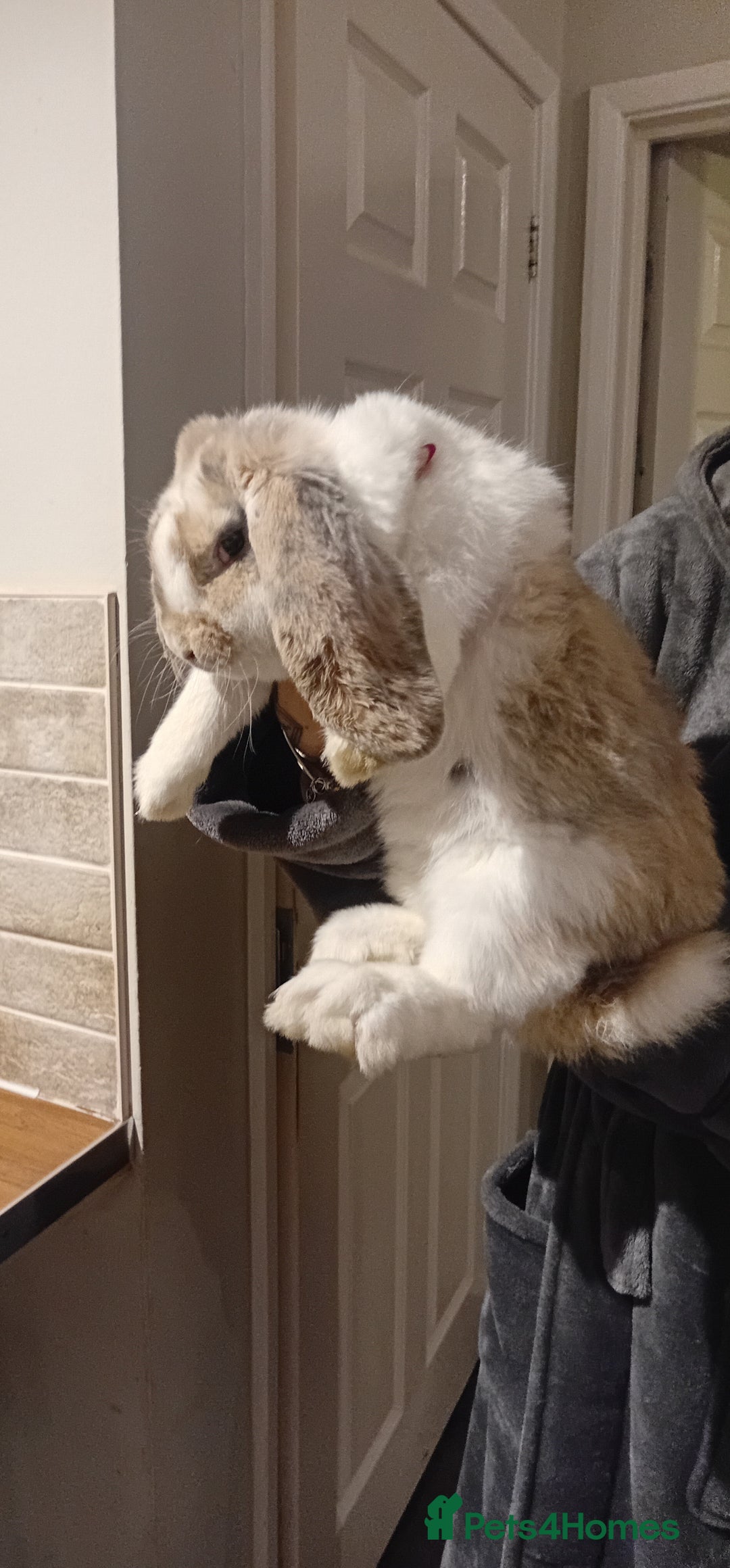 French Lop rabbits for sale: French lop  - Advert 3