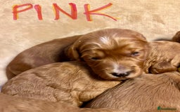 Double Doodle dogs for sale: Miniature GOLDENDOODLE puppies - Image 4