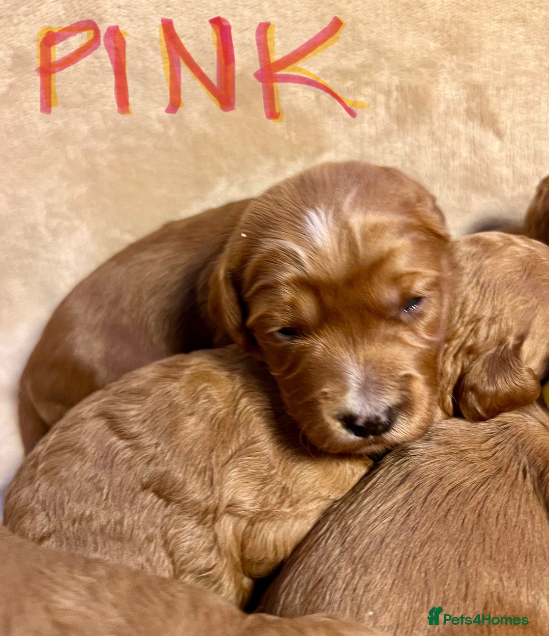 Double Doodle dogs for sale: Miniature GOLDENDOODLE puppies - Image 4