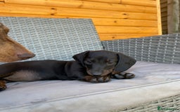 Miniature Dachshund dogs for sale: Miniature dachshunds ⭐️ 1 BOY LEFT ⭐️ - Image 5