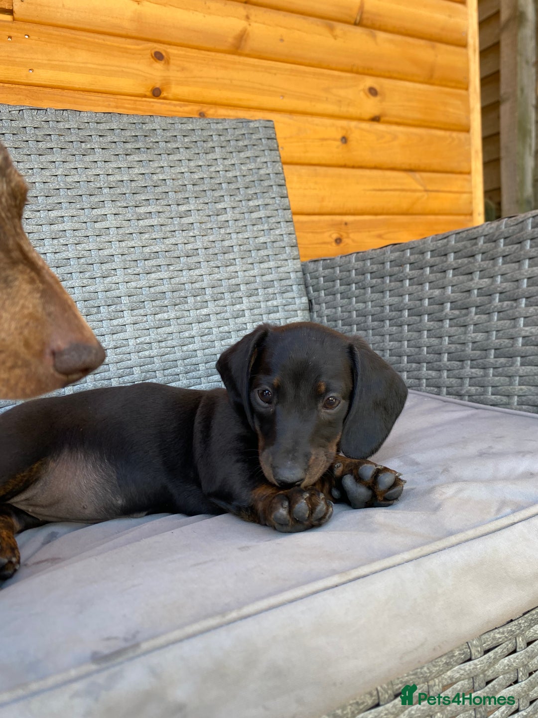 Miniature Dachshund dogs for sale: Miniature dachshunds ⭐️ 1 BOY LEFT ⭐️ - Image 5