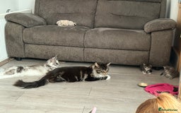 Maine Coon cats for sale: Stunning mainecoon kittens for sale.  - Image 7