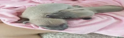 Whippet dogs for sale: Stunning coloured whippet puppies  - Advert 2