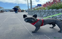 French Bulldog dogs for stud: Blue Brindle KC Registered French Bulldog - Image 4