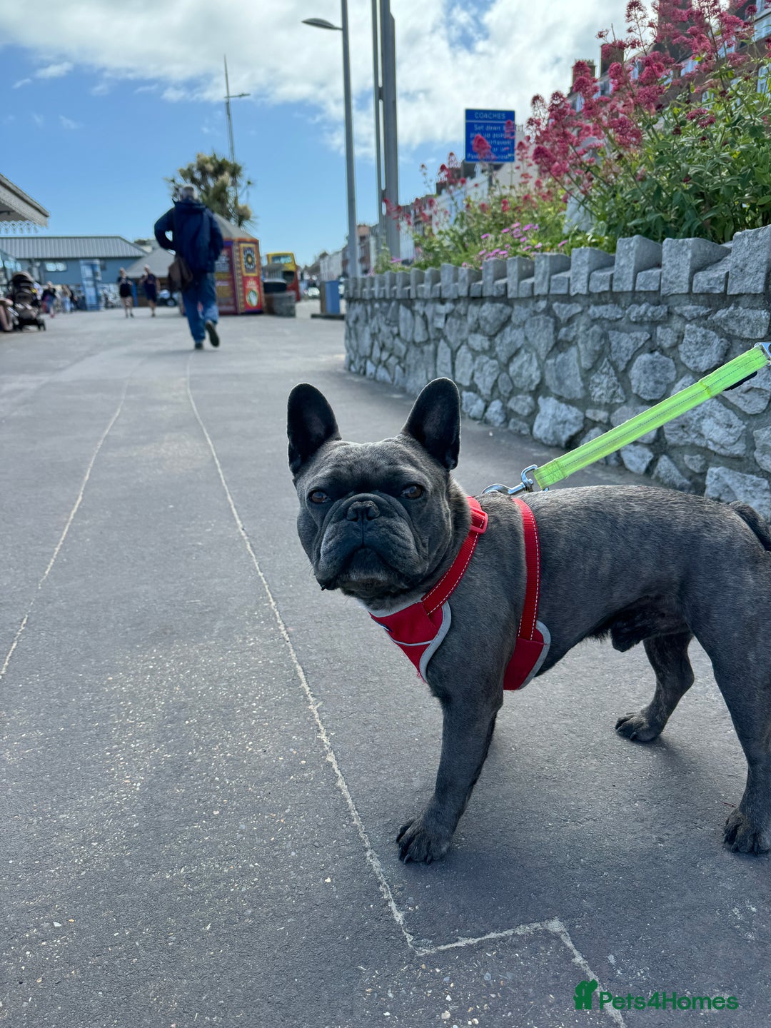French Bulldog dogs for stud: Blue Brindle KC Registered French Bulldog - Image 4