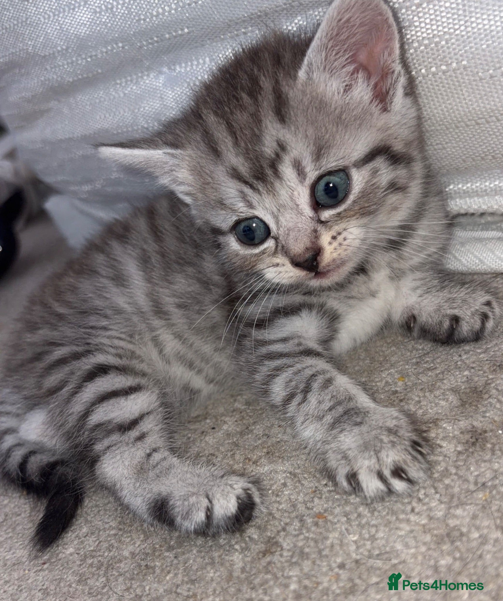 Domestic Shorthair cats Kittens for sale  - Advert 4