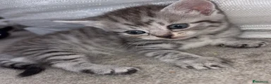Domestic Shorthair 1
