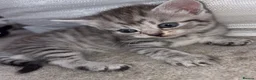 Domestic Shorthair cats for sale: Kittens for sale  in Brentwood - Advert 1
