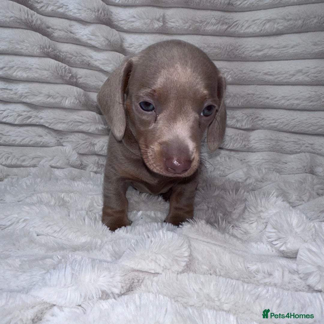 Miniature Dachshund dogs for sale: kc miniature dachshunds  - Image 6